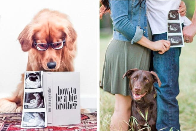 Woof-worthy pregnancy announcements with dogs