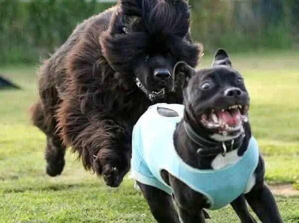 The Funniest Animal Expressions Caught At The Perfect Moment. 😍📷